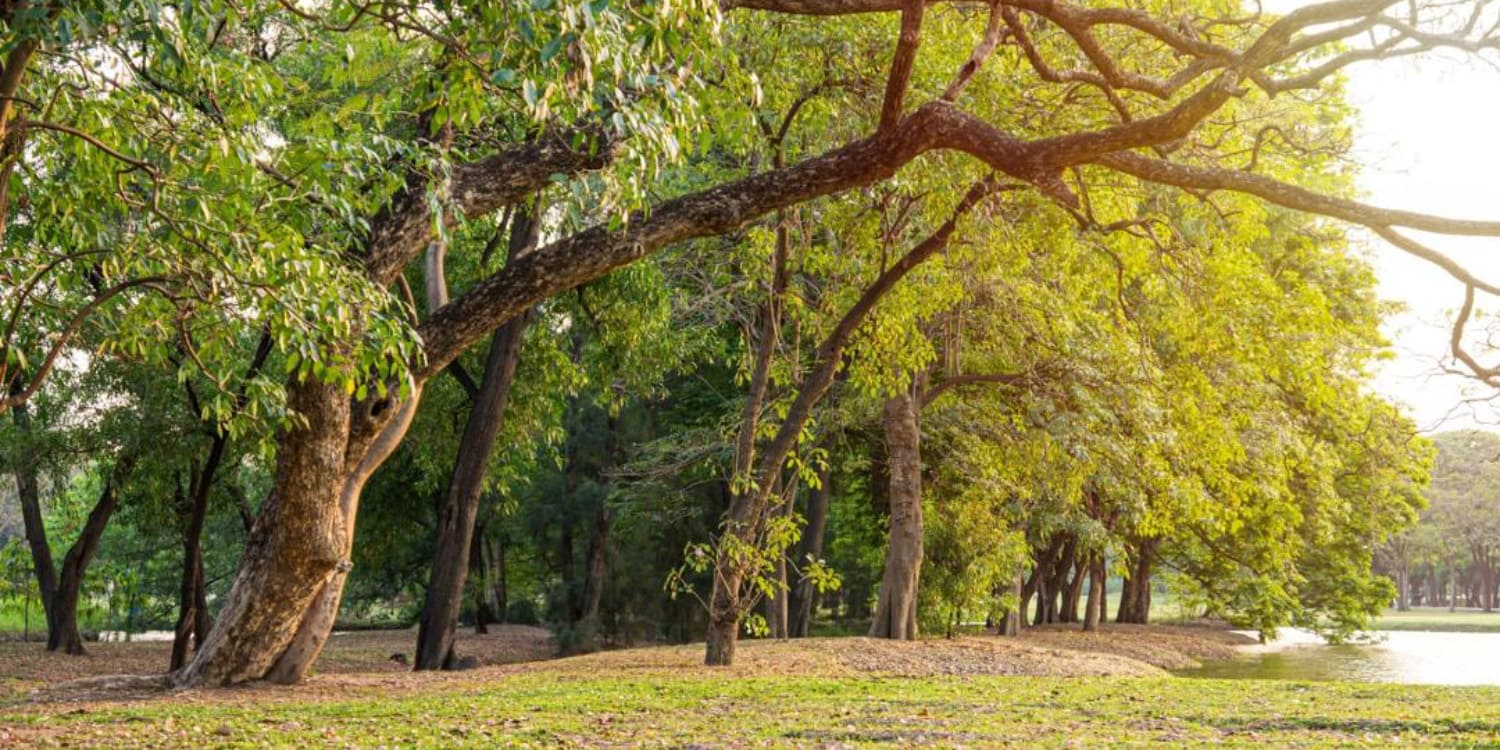 Wachira Benchatat Park